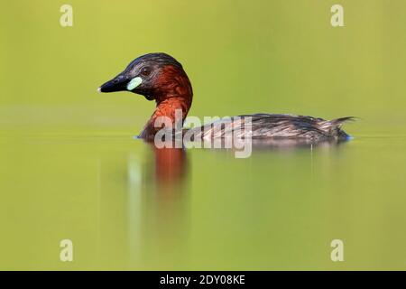 Zwergtaucher (Tachybaptus ruficollis), Seitenansicht eines Erwachsenen im Wasser, Kampanien, Italien Stockfoto