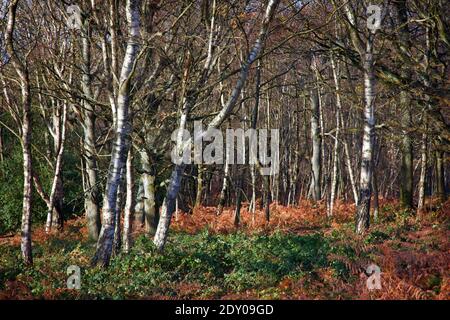 Silber Birke Wald im Herbst auf Headley Heath, Epsom, Surrey, UK Stockfoto