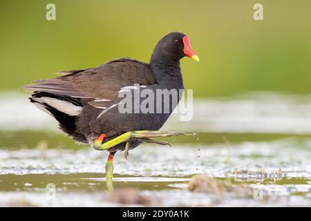 Gemeiner Moorhen (Gallinula chloropus), Seitenansicht eines im Wasser stehenden Erwachsenen, Kampanien, Italien Stockfoto