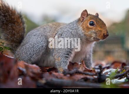 Nahaufnahme von neugierigen grauen Eichhörnchen im Herbst Park Stockfoto