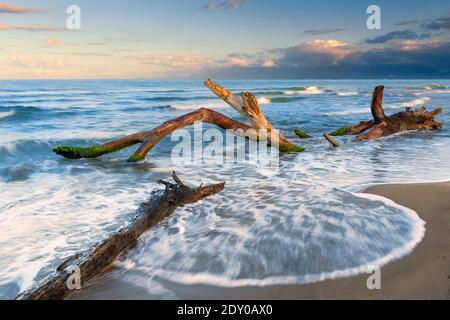 Meereslandschaft, toter Baum von Wellen am Ufer getroffen, Kampanien, Italien Stockfoto