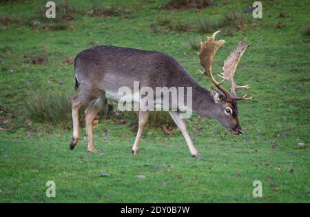 Ein Damhirsch mit grauem Wintermantel und beeindruckendem Geweih beim Spaziergang im Knole Park, einem National Trust Hotel in Kent, Großbritannien. Stockfoto