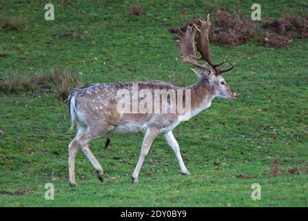 Ein Damhirsch mit beeindruckendem Geweih im Knole Park, einem National Trust Hotel in Kent, Großbritannien. Stockfoto