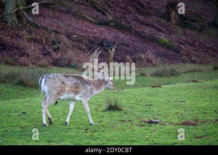 Ein Damhirsch mit beeindruckendem Geweih im Knole Park, einem National Trust Hotel in Kent, Großbritannien. Stockfoto