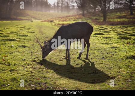 Ein männlicher sika-Hirsch, der im Knole Park grast, einem National Trust-Anwesen in Kent, Großbritannien. Dieser Hirsch hat ein kurzes Geweih, das möglicherweise während einer Rut oder eines Kampfes beschädigt wird Stockfoto