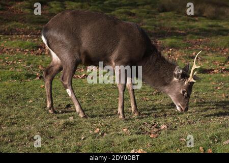 Ein männlicher sika-Hirsch, der im Knole Park grast, einem National Trust-Anwesen in Kent, Großbritannien. Dieser Hirsch hat ein kurzes Geweih, das möglicherweise während einer Rut oder eines Kampfes beschädigt wird Stockfoto