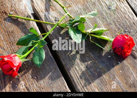 Verworfene rote Rosen auf einer Holzpromenade verstreut Stockfoto