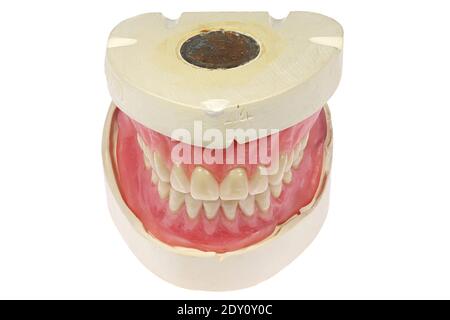 Zahn Modell auf weißem Hintergrund Stockfoto