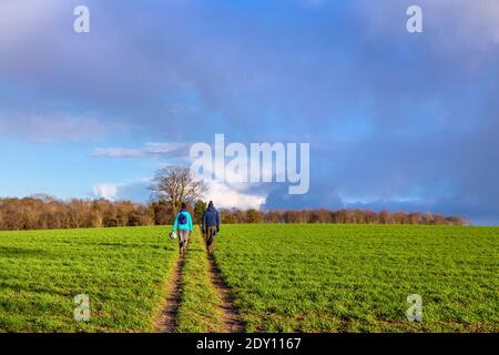 Zwei Wanderer gehen durch ein Feld in Little Offley, Hertfordshire, Großbritannien Stockfoto