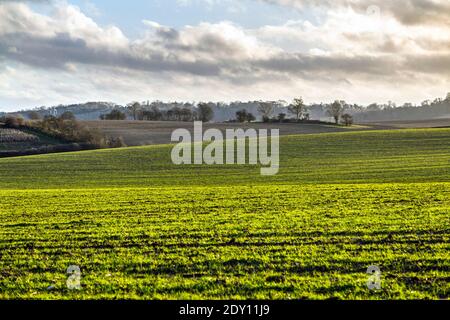 Sanfte Hügel und Felder in Little Offley, Hertfordshire, Großbritannien Stockfoto