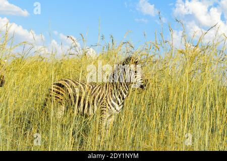 Authentische True South African Safari Erfahrung in buschfeld in einem Naturschutzgebiet Stockfoto