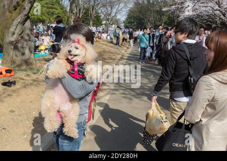 Japan Tokyo Frau hält ihren Hund, während sie an einer Kirschblüte fotografiert, oder Sakura-Picknick im Yoyogi Park. Stockfoto