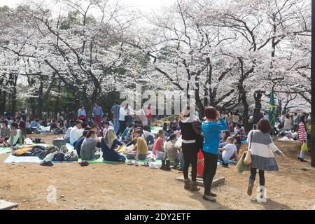 Japan Tokyo Besucher haben eine Kirschblüte oder ein Sakura-Picknick im Yoyogi Park. Diese Versammlungen werden Hanami-Partys genannt. Stockfoto