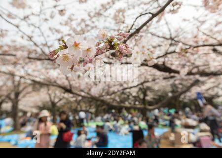 Japan Tokyo Besucher haben eine Kirschblüte oder ein Sakura-Picknick im Yoyogi Park. Diese Versammlungen werden Hanami-Partys genannt. Stockfoto