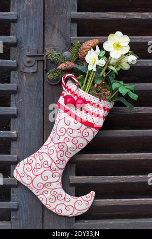 helleborus niger in Weihnachtsmannstrumpf als weihnachtsdekoration Stockfoto