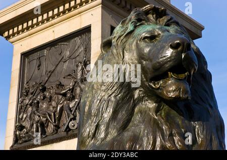 Einer der vier bronzenen Löwen an der Basis des Nelson Säule (1867) auf dem Trafalgar Square in London, England. Stockfoto