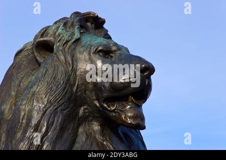 Einer der vier bronzenen Löwen an der Basis des Nelson Säule (1867) auf dem Trafalgar Square in London, England. Stockfoto