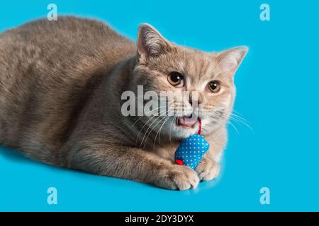 Eine pfirsichfarbene britische Kurzhaarkatze hält eine blaue Maus Spielzeug in seinen Pfoten und Knabbereien auf einem roten Schwanz Stockfoto