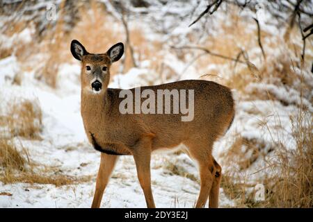 Eine Weißschwanz-Rehe, die im getrockneten Gras und Schnee in Mission Marsh, Thunder Bay, Ontario, Kanada, spazierengeht. Stockfoto