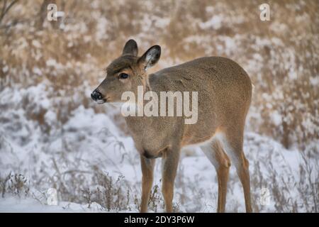 Junge Weißschwanzhirsche stehen im Schnee bei Mission Marsh, Thunder Bay, Ontario, Kanada. Stockfoto