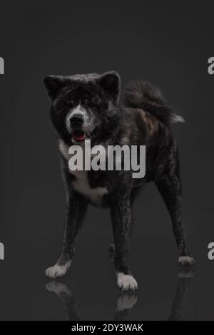 tiger american akita inu großen Jungen Stockfoto