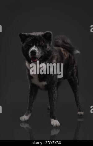 tiger american akita inu großen Jungen Stockfoto