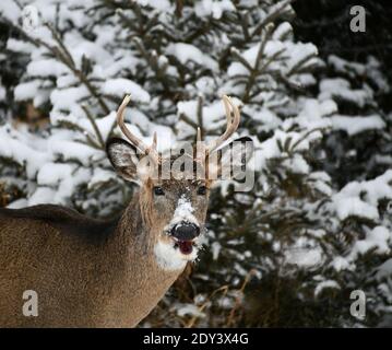 Eine Nahaufnahme von Böcken Kopf, wie er auf die Kamera schaut, wie der Hirsch steht vor verschneiten Ästen, in Ontatio, Kanada. Stockfoto