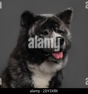 tiger american akita inu großen Jungen Stockfoto