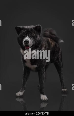 tiger american akita inu großen Jungen Stockfoto