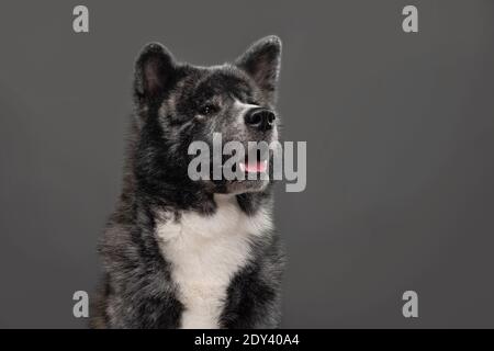 tiger american akita inu großen Jungen Stockfoto