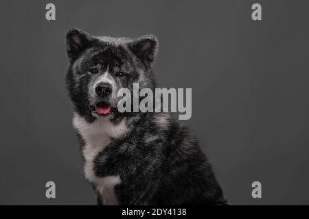 tiger american akita inu großen Jungen Stockfoto