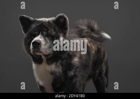 tiger american akita inu großen Jungen Stockfoto