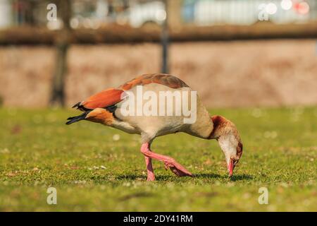 Ägyptische Gans essen mit gebogenen Bein auf grünem Gras während des Tages in der Sonne. Wasservogel mit braunen Federn am Körper und schwarz am Schwanz Stockfoto