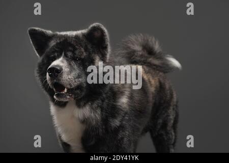 tiger american akita inu großen Jungen Stockfoto