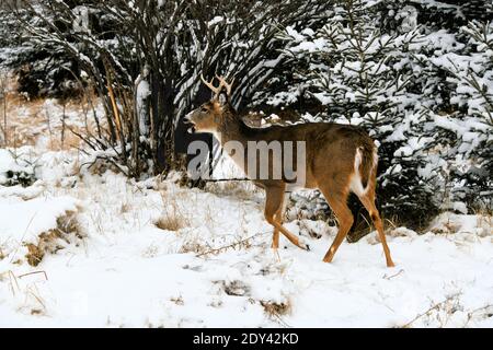 Ein Buck mit weißen Schwanz zu Fuß in Mission Marsh, Thunder Bay, Ontario, Kanada. Stockfoto