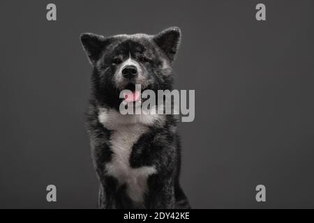 tiger american akita inu großen Jungen Stockfoto