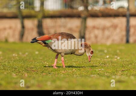 Ägyptische Gans mit gesenktem Kopf auf grünem Gras während des Tages in der Sonne. Wasservogel mit braunen Federn am Körper und schwarz und grün auf der ta Stockfoto