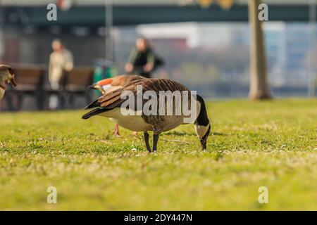 Kanadas Gänsewasservogel läuft auf einer grünen Wiese in der Sonne und isst Gras. Braunes und weißes Gefieder mit gesenktem Kopf. Schwarze Federn am Hals Stockfoto