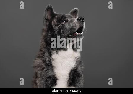 tiger american akita inu großen Jungen Stockfoto