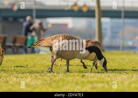 Kanadagans läuft auf einer grünen Wiese in der Sonne und frisst Gras im Frühling. Braunes und weißes Gefieder mit gesenktem Kopf. Schwarze Federn am Hals Stockfoto