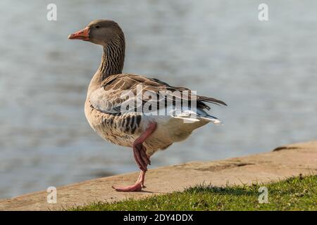 Graugans mit schrägem Bein am Ufer des Mains. Wasservogel auf grüner Wiese bei Sonnenschein. Wildes Tier mit grauen und weißen Federn Stockfoto