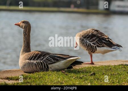 Graugans mit ausgestrecktem Hals sitzt am Ufer des Mains. Zweite Gans im Hintergrund. Wasservogel auf grüner Wiese bei Sonnenschein. Stockfoto