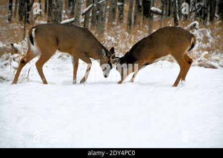 Ein älterer Buck spielt mit einem jungen Buck im Schnee. Stockfoto