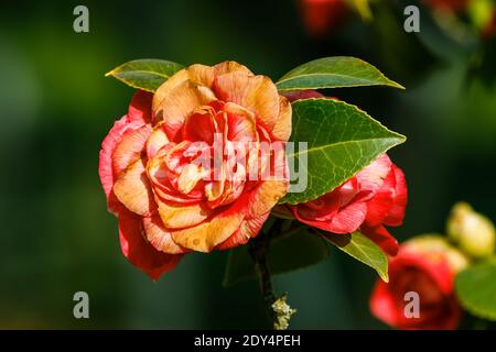 Rote gelbe Rosen am Busch in der Sonne. Detailaufnahme einer offenen Blume in einem wilden Garten. Einzelne Blüte auf einem Rosenbusch mit grünen Blättern im Frühling Stockfoto