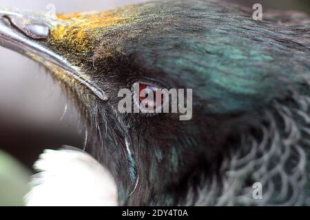 NZ tui (Prosthemadera novaeseelandiae) füttert Pohutukawa Blüte Stockfoto