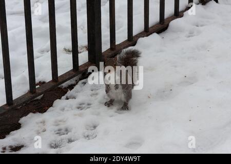 Ein graues Eichhörnchen sitzt auf seinen Hinterbeinen und sieht aus An der Kamera mit einem verblüfften Ausdruck während des Stehens Schnee neben einem Parkzaun Stockfoto