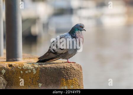 Taube auf einer Betonbasis auf einem Flussufer. Grauer Vogel mit bunten und grauen Federn im Frühling bei Sonnenschein. Bewachsene Betonbasis mit Moos Stockfoto