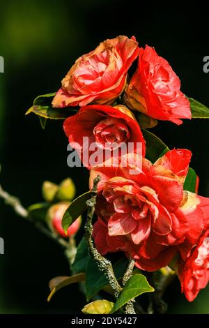 Rosenbusch in der Sonne. Detailaufnahme von mehreren roten und orangen offenen Blumen in einem wilden Garten. Blüht auf einem Strauch mit grünen Blättern im Frühling Stockfoto