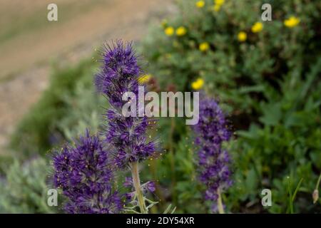 Lila Wildblumen vor Gelben Blumen in hohen Bergen Des Glacier National Park Stockfoto