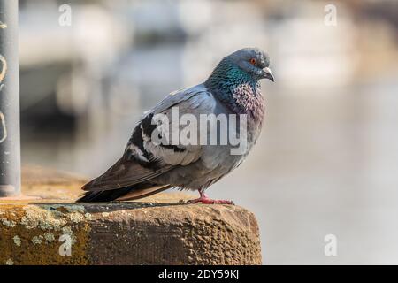 Graue Taube auf einer Betonbasis am Flussufer. Vogel mit braunen und grauen Federn im Frühling bei Sonnenschein. Brauner Betonboden mit Moos überwuchert Stockfoto